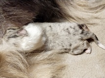 puppies