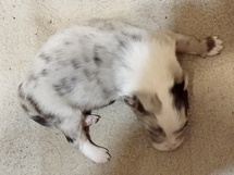 puppies