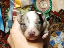puppies