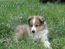 puppies