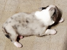 puppies