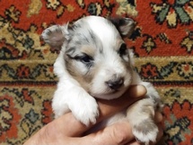 puppies