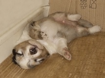 puppies