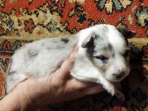 puppies