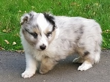 puppies