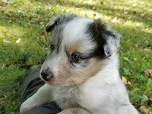 puppies