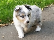 puppies
