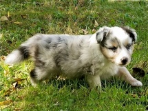 puppies