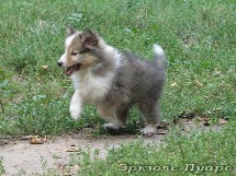 puppies