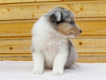 puppies
