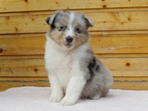 puppies