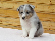 puppies