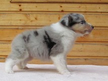 puppies