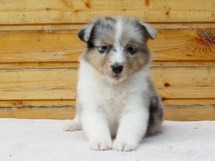 puppies