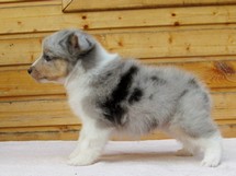 puppies
