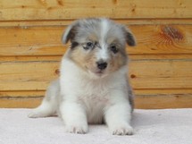puppies