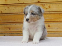 puppies