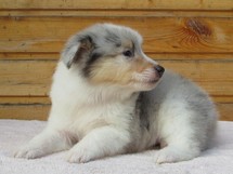 puppies