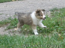 puppies