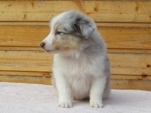 puppies