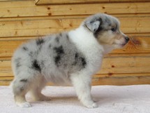 puppies