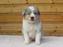 puppies