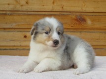 puppies