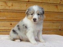 puppies
