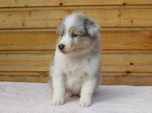 puppies
