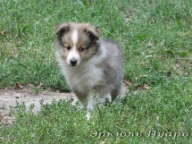 puppies