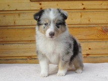puppies