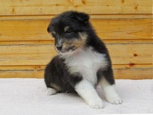 puppies