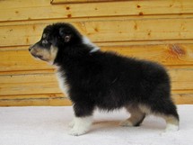 puppies