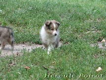 puppies