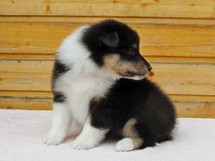 puppies