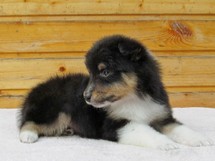 puppies