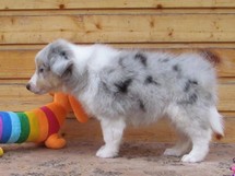 puppies