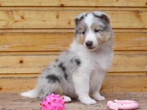 puppies