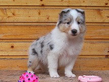 puppies