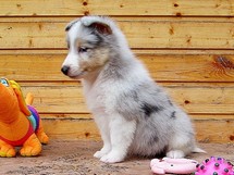 puppies
