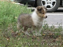 puppies
