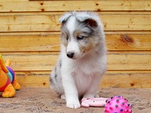 puppies