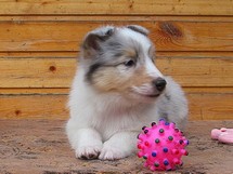 puppies