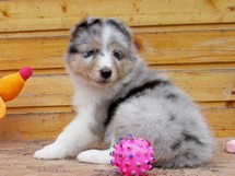 puppies