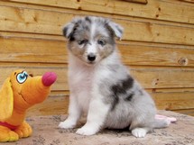 puppies