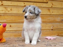 puppies