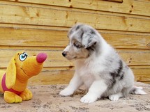 puppies