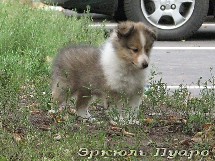 puppies