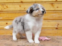 puppies