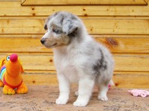 puppies
